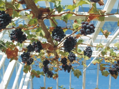 West Dean Grapes